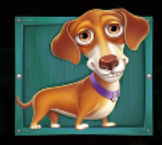 Doberman